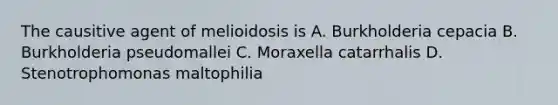 The causitive agent of melioidosis is A. Burkholderia cepacia B. Burkholderia pseudomallei C. Moraxella catarrhalis D. Stenotrophomonas maltophilia