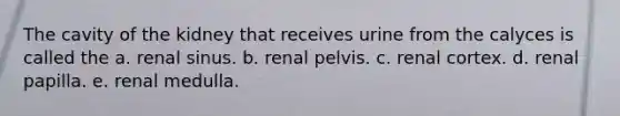 The cavity of the kidney that receives urine from the calyces is called the a. renal sinus. b. renal pelvis. c. renal cortex. d. renal papilla. e. renal medulla.