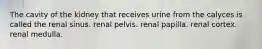 The cavity of the kidney that receives urine from the calyces is called the renal sinus. renal pelvis. renal papilla. renal cortex. renal medulla.