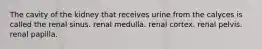 The cavity of the kidney that receives urine from the calyces is called the renal sinus. renal medulla. renal cortex. renal pelvis. renal papilla.
