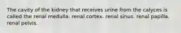 The cavity of the kidney that receives urine from the calyces is called the renal medulla. renal cortex. renal sinus. renal papilla. renal pelvis.