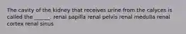 The cavity of the kidney that receives urine from the calyces is called the ______. renal papilla renal pelvis renal medulla renal cortex renal sinus