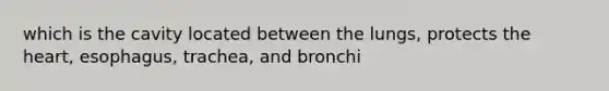 which is the cavity located between the lungs, protects <a href='https://www.questionai.com/knowledge/kya8ocqc6o-the-heart' class='anchor-knowledge'>the heart</a>, esophagus, trachea, and bronchi