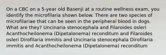 On a CBC on a 5-year old Basenji at a routine wellness exam, you identify the microfilaria shown below. There are two species of microfilariae that can be seen in the peripheral blood in dogs. What are they? Uncinaria stenocephala and Filaroides osleri Acanthocheilonema (Dipetalonema) reconditum and Filaroides osleri Dirofilaria immitis and Uncinaria stenocephala Dirofilaria immitis and Acanthocheilonema (Dipetalonema) reconditum