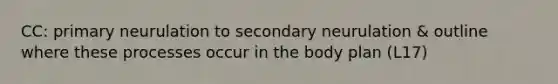 CC: primary neurulation to secondary neurulation & outline where these processes occur in the body plan (L17)