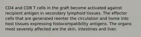 CD4 and CD8 T cells in the graft become activated against recipient antigen in secondary lymphoid tissues. The effector cells that are generated reenter the circulation and home into host tissues expressing histocompatibility antigens. The organs most severely affected are the skin, intestines and liver.