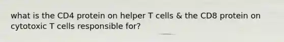 what is the CD4 protein on helper T cells & the CD8 protein on cytotoxic T cells responsible for?