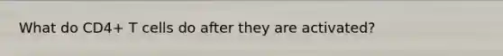 What do CD4+ T cells do after they are activated?