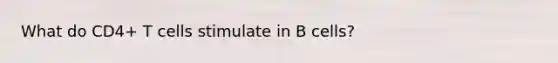 What do CD4+ T cells stimulate in B cells?