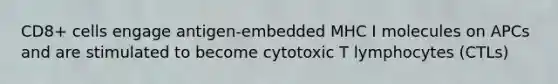 CD8+ cells engage antigen-embedded MHC I molecules on APCs and are stimulated to become cytotoxic T lymphocytes (CTLs)