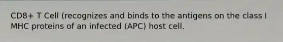 CD8+ T Cell (recognizes and binds to the antigens on the class I MHC proteins of an infected (APC) host cell.