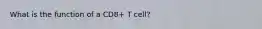 What is the function of a CD8+ T cell?