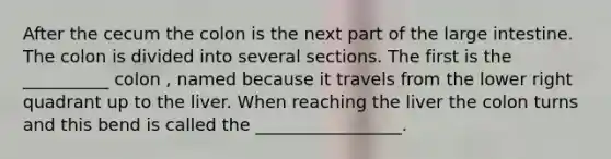 After the cecum the colon is the next part of the <a href='https://www.questionai.com/knowledge/kGQjby07OK-large-intestine' class='anchor-knowledge'>large intestine</a>. The colon is divided into several sections. The first is the __________ colon , named because it travels from the lower right quadrant up to the liver. When reaching the liver the colon turns and this bend is called the _________________.