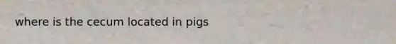 where is the cecum located in pigs