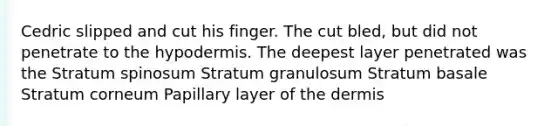 Cedric slipped and cut his finger. The cut bled, but did not penetrate to the hypodermis. The deepest layer penetrated was the Stratum spinosum Stratum granulosum Stratum basale Stratum corneum Papillary layer of the dermis