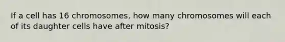 If a cell has 16 chromosomes, how many chromosomes will each of its daughter cells have after mitosis?