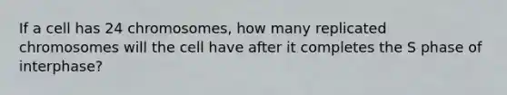 If a cell has 24 chromosomes, how many replicated chromosomes will the cell have after it completes the S phase of interphase?