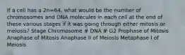 If a cell has a 2n=64, what would be the number of chromosomes and DNA molecules in each cell at the end of these various stages if it was going through either mitosis or meiosis? Stage Chromosome # DNA # G2 Prophase of Mitosis Anaphase of Mitosis Anaphase II of Meiosis Metaphase I of Meiosis