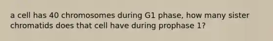 a cell has 40 chromosomes during G1 phase, how many sister chromatids does that cell have during prophase 1?