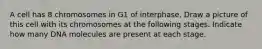 A cell has 8 chromosomes in G1 of interphase. Draw a picture of this cell with its chromosomes at the following stages. Indicate how many DNA molecules are present at each stage.