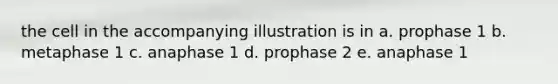 the cell in the accompanying illustration is in a. prophase 1 b. metaphase 1 c. anaphase 1 d. prophase 2 e. anaphase 1