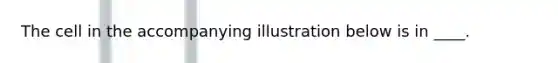 The cell in the accompanying illustration below is in ____.