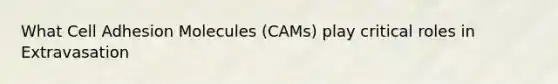 What Cell Adhesion Molecules (CAMs) play critical roles in Extravasation