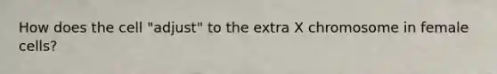 How does the cell "adjust" to the extra X chromosome in female cells?