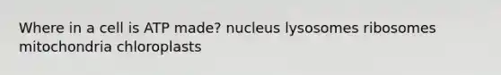 Where in a cell is ATP made? nucleus lysosomes ribosomes mitochondria chloroplasts