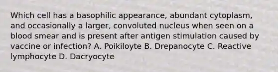 Which cell has a basophilic appearance, abundant cytoplasm, and occasionally a larger, convoluted nucleus when seen on a blood smear and is present after antigen stimulation caused by vaccine or infection? A. Poikiloyte B. Drepanocyte C. Reactive lymphocyte D. Dacryocyte