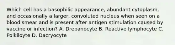 Which cell has a basophilic appearance, abundant cytoplasm, and occasionally a larger, convoluted nucleus when seen on a blood smear and is present after antigen stimulation caused by vaccine or infection? A. Drepanocyte B. Reactive lymphocyte C. Poikiloyte D. Dacryocyte