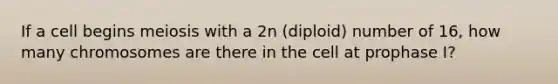 If a cell begins meiosis with a 2n (diploid) number of 16, how many chromosomes are there in the cell at prophase I?