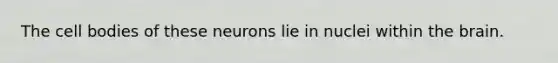 The cell bodies of these neurons lie in nuclei within the brain.
