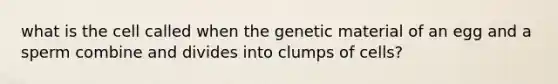 what is the cell called when the genetic material of an egg and a sperm combine and divides into clumps of cells?