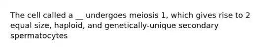 The cell called a __ undergoes meiosis 1, which gives rise to 2 equal size, haploid, and genetically-unique secondary spermatocytes