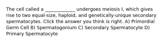 The cell called a _____________ undergoes meiosis I, which gives rise to two equal-size, haploid, and genetically-unique secondary spermatocytes. Click the answer you think is right. A) Primordial Germ Cell B) Spermatogonium C) Secondary Spermatocyte D) Primary Spermatocyte