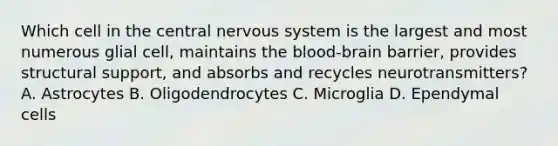 Which cell in the central nervous system is the largest and most numerous glial cell, maintains the blood-brain barrier, provides structural support, and absorbs and recycles neurotransmitters? A. Astrocytes B. Oligodendrocytes C. Microglia D. Ependymal cells