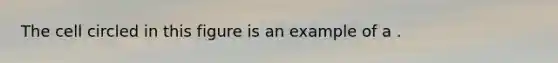 The cell circled in this figure is an example of a .