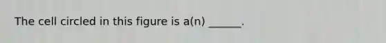 The cell circled in this figure is a(n) ______.