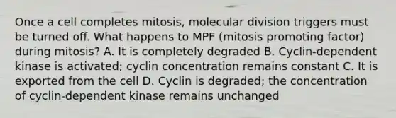 Once a cell completes mitosis, molecular division triggers must be turned off. What happens to MPF (mitosis promoting factor) during mitosis? A. It is completely degraded B. Cyclin-dependent kinase is activated; cyclin concentration remains constant C. It is exported from the cell D. Cyclin is degraded; the concentration of cyclin-dependent kinase remains unchanged