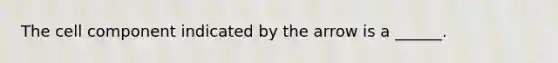 The cell component indicated by the arrow is a ______.