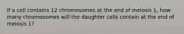 If a cell contains 12 chromosomes at the end of meiosis 1, how many chromosomes will the daughter cells contain at the end of meiosis 1?