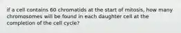 if a cell contains 60 chromatids at the start of mitosis, how many chromosomes will be found in each daughter cell at the completion of the cell cycle?