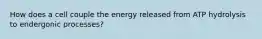 How does a cell couple the energy released from ATP hydrolysis to endergonic processes?