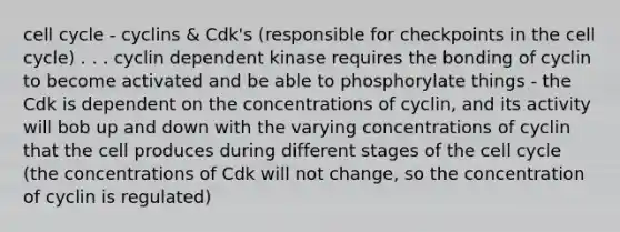 cell cycle - cyclins & Cdk's (responsible for checkpoints in the cell cycle) . . . cyclin dependent kinase requires the bonding of cyclin to become activated and be able to phosphorylate things - the Cdk is dependent on the concentrations of cyclin, and its activity will bob up and down with the varying concentrations of cyclin that the cell produces during different stages of the cell cycle (the concentrations of Cdk will not change, so the concentration of cyclin is regulated)