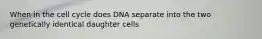 When in the cell cycle does DNA separate into the two genetically identical daughter cells