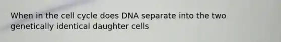 When in the cell cycle does DNA separate into the two genetically identical daughter cells