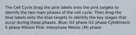 The Cell Cycle Drag the pink labels onto the pink targets to identify the two main phases of the cell cycle. Then drag the blue labels onto the blue targets to identify the key stages that occur during those phases. Blue: G2 phase G1 phase Cytokinesis S phase Mitosis Pink: Interphase Mitotic (M) phase