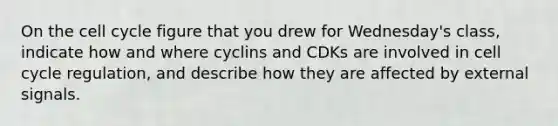 On the cell cycle figure that you drew for Wednesday's class, indicate how and where cyclins and CDKs are involved in cell cycle regulation, and describe how they are affected by external signals.