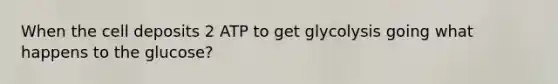 When the cell deposits 2 ATP to get glycolysis going what happens to the glucose?